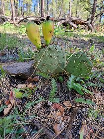 sycamore-5-2020-day3-4  cactus fruit  w.jpg (389952 bytes)